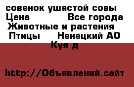 совенок ушастой совы › Цена ­ 5 000 - Все города Животные и растения » Птицы   . Ненецкий АО,Куя д.